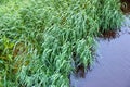 Top view of green grass tilted by the wind over rippling dark water Royalty Free Stock Photo