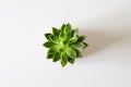 Top view of green houseleek succulent on white background.