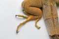 Top View of Green Iguana Leg on White Royalty Free Stock Photo