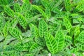 Top view green leaf,calathea zebrina zebra plant texture ornamental background in garden Royalty Free Stock Photo