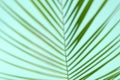 Top view unfocused green leaf branch of palm tree on blue background. Palm leaf texture Royalty Free Stock Photo