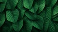 Top view of green leaf pattern background Royalty Free Stock Photo