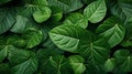 Top view of green leaf pattern background Royalty Free Stock Photo
