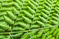 the top view of a green leaf is shown as it's moving Royalty Free Stock Photo