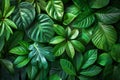 Top view of green leaf wall background, lush foliage texture Royalty Free Stock Photo