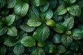 Top view of green leaf wall background, lush foliage texture Royalty Free Stock Photo