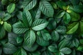 Top view of green leaf wall background, lush foliage texture Royalty Free Stock Photo