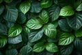 Top view of green leaf wall background, lush foliage texture Royalty Free Stock Photo