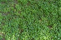 Top view of green leafage of Glechoma hederacea Royalty Free Stock Photo