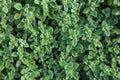 Top view of green leaves of common greek Cretan oregano in the garden.