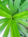 Top view of green leaves pandom wangi or Pandanus Palm as a background. Royalty Free Stock Photo