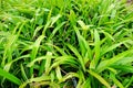 Top view of green leaves pandom wangi or Pandanus Palm as a background Royalty Free Stock Photo