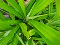 Top view of green leaves pandom wangi or Pandanus Palm as a background. Royalty Free Stock Photo