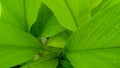 Top view of green leaves plant growing in the garden, rain drops in leaf background, nature photography, pattern and texture