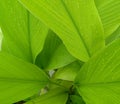 Top view of green leaves plant growing in the garden, rain drops in leaf background, nature photography, pattern and texture