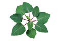 Top view of green leaves Poinsettia shrub plant without colored bracts or modified leaves isolated on white with clipping path.