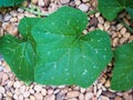 Top view of green leaves on stone in garden, freshing environmental