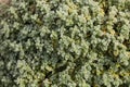 Top view of green leaves of wild common greek Cretan oregano in the mountains