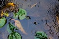 Top view of green lotus leaves with round crossing ripples of water drop , used for background Royalty Free Stock Photo