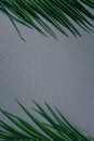 top view of green palm leaves and water drops