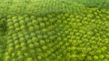 Top view of green palm oil plantation Royalty Free Stock Photo