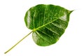 Top view of green pho leaf  or bothi leaf, bo leaf isolated on white background Royalty Free Stock Photo