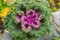 green and pink cauliflower leaves in garden Royalty Free Stock Photo