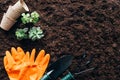 top view of green plants, gardening tools, empty pots and rubber gloves Royalty Free Stock Photo