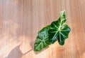 Top view green potted plant, trees in the pot on wooden table Royalty Free Stock Photo