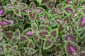 Top view of Green and Purple leaf of Coleus Forskohlii or Painted Nettle Plectranthus scutellarioides in the garden. Royalty Free Stock Photo