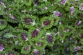 Top view of Green and Purple leaf of Coleus Forskohlii or Painted Nettle Plectranthus scutellarioides in the garden. Royalty Free Stock Photo