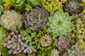 Top view of green,purple and red succulent plants garden background