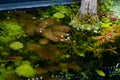 Top view of green and red aquatic plants in bright LED light of freshwater ryoboku aquascape, professional care Royalty Free Stock Photo