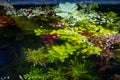 Top view of green and red aquatic plants cover surface, in bright LED light, freshwater ryoboku aquascape Royalty Free Stock Photo