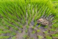 Top view green rice field texture Royalty Free Stock Photo
