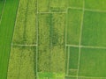 Green rice fields top view Royalty Free Stock Photo