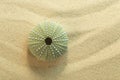 Top view of green shell of black sea urchin; arbacia lixula on sand