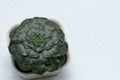 Top view of green succulent graptopetalum bellum.Green succulent plant in square pot