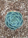 View of Succulent Plant on the Flower Pot Royalty Free Stock Photo