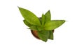 top view green tree plant in brown terracotta pot for indoor Royalty Free Stock Photo