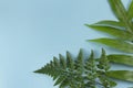 Top view green tropical fern leaf on pastel blue background