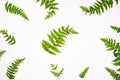 Top view of green tropical fern leaves isolated on white background.  Minimal summer concept with fern leaf. Flat lay Royalty Free Stock Photo