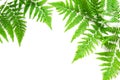 Top view of green tropical fern leaves on white background. Flat lay. Minimal summer concept. ÃÂ¡opy space.