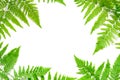 Top view of green tropical fern leaves on white background. Flat lay. Minimal summer concept. ÃÂ¡opy space.