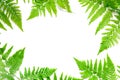 Top view of green tropical fern leaves on white background. Flat lay. Minimal summer concept. ÃÂ¡opy space.