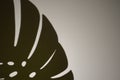Top view of green tropical leaf shadow on gray background. Minimalism. Shadow from a monstera sheet a gray background Royalty Free Stock Photo