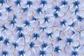 Top view of  green underside blue butterflies, Glaucopsyche alexis, Pattern Royalty Free Stock Photo