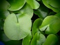 Top view of green water lily pads. Royalty Free Stock Photo