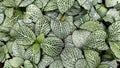 Fittonia mosaic green whit background