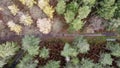 Top view of the green and yellow dense trees in Bacton Woods - North Walsham - Norfolk - U